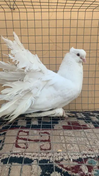 حمام رقاص امريكي للبيع index