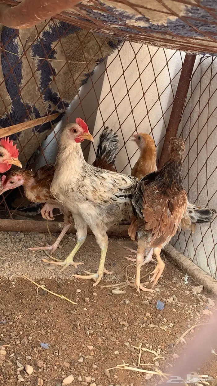 دجاج 1