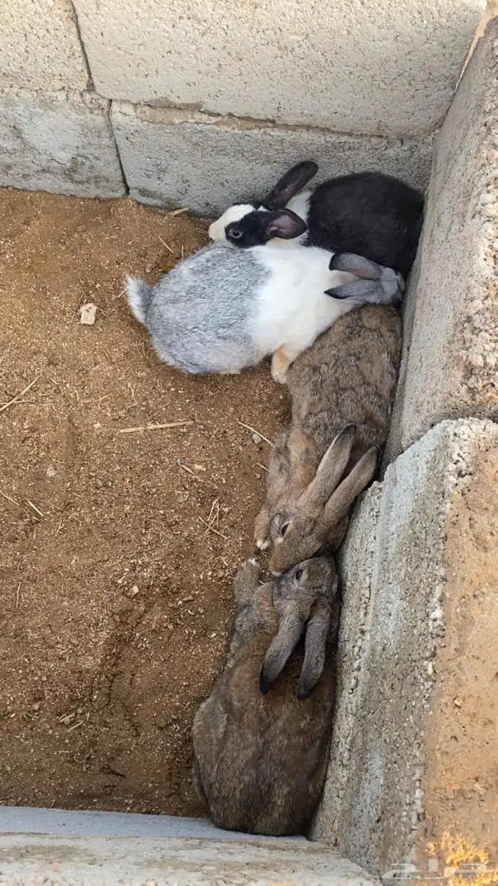 أرانب البيع عل سوم 0