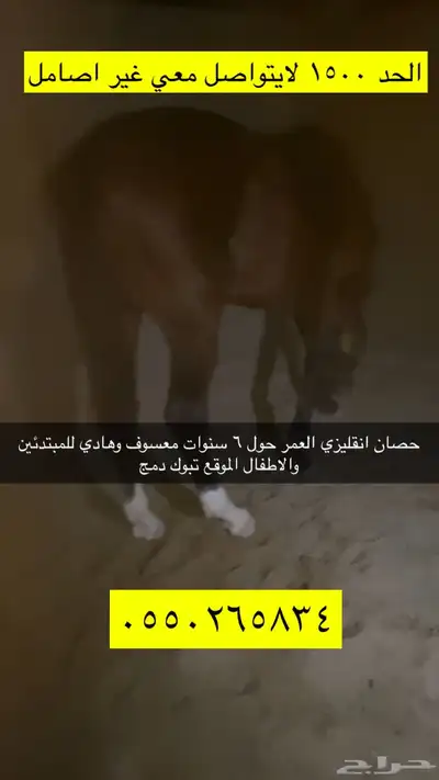 حصان للبيع index