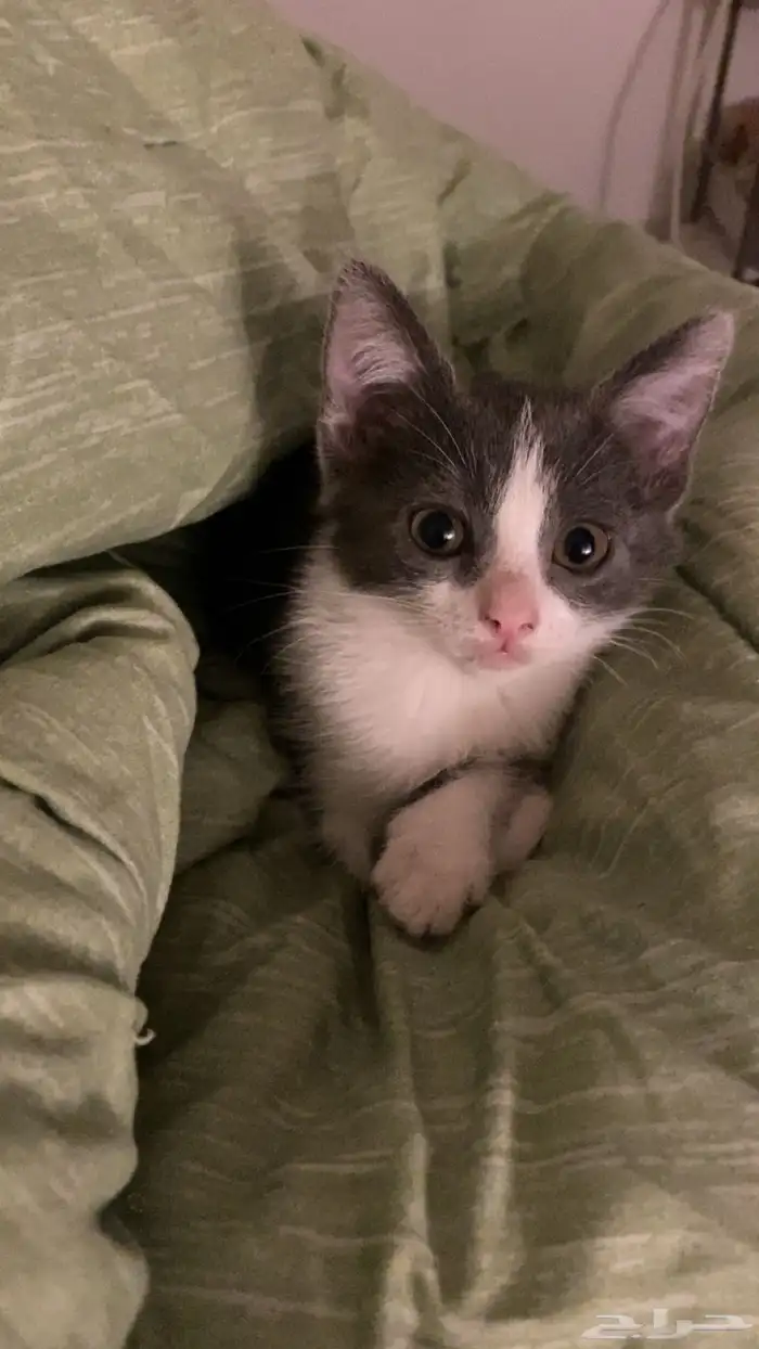 بساس صغيره تبني ( راحت ) 0