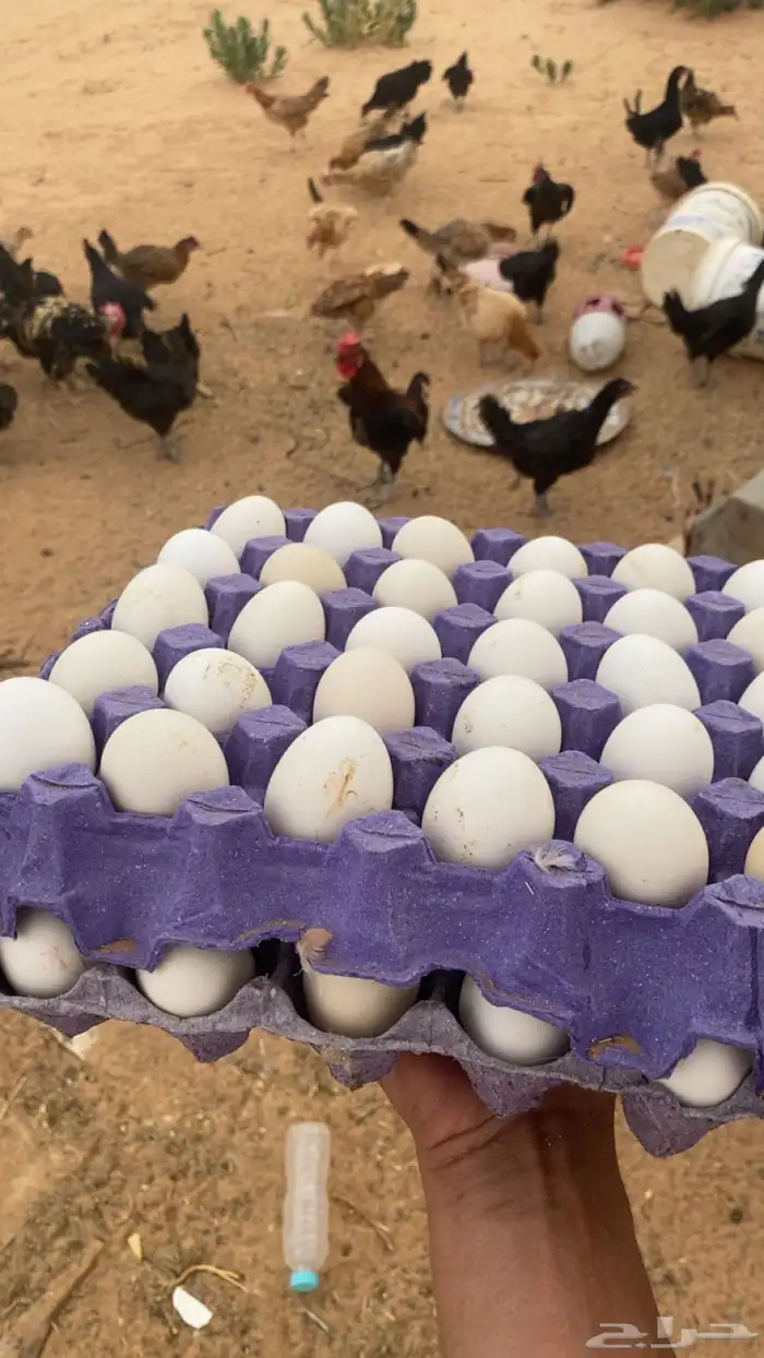 دجاج بلدي وا عربي بياض وصوص لوهمان 0