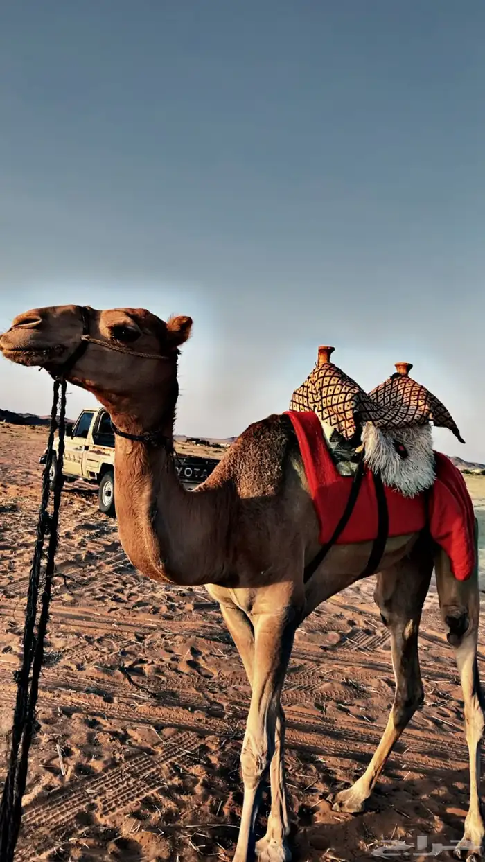 للبيع ركبي لقي 0