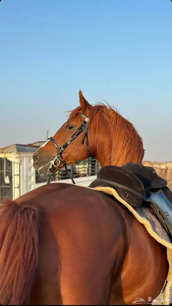 حصان شعبي 2