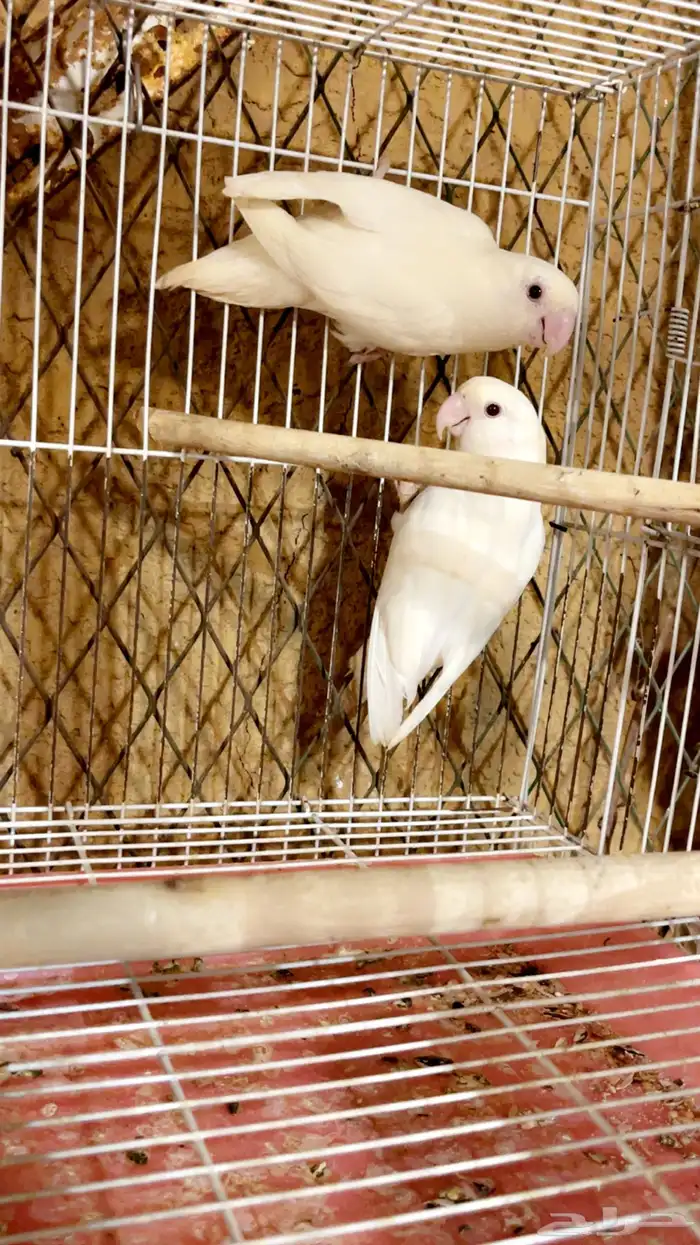 روز 1