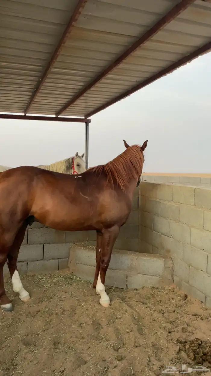 حصان شعبي 3