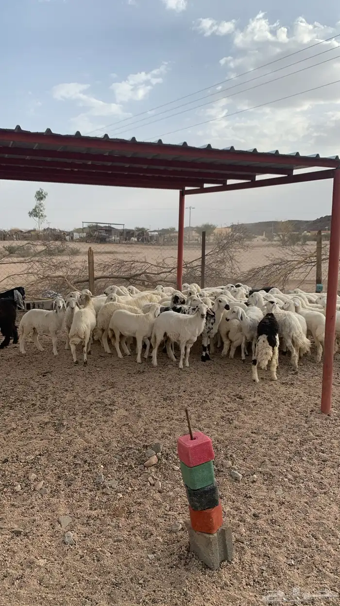 رخال للبيع 0