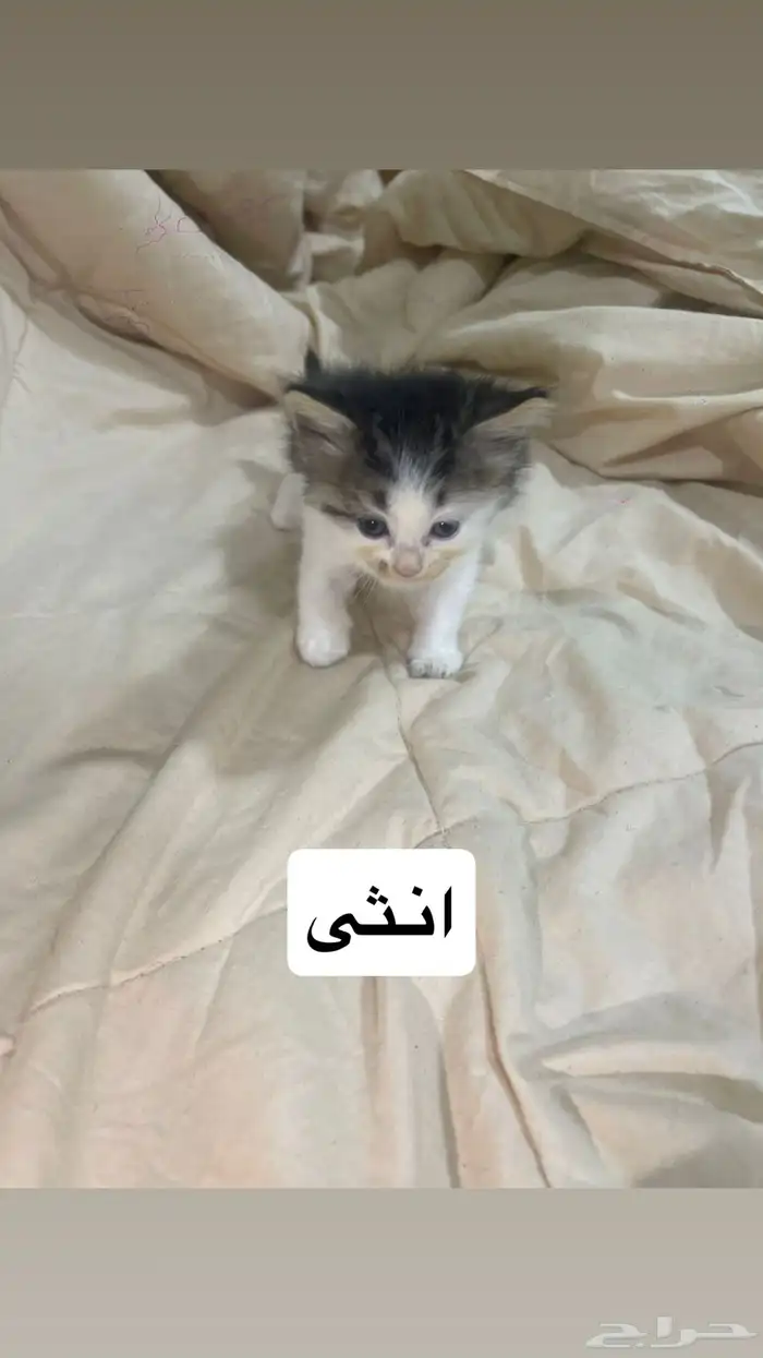 قطط للبيع 3