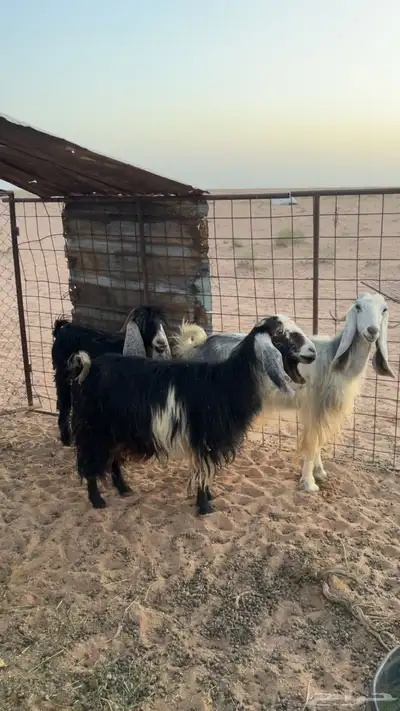 معزا 0