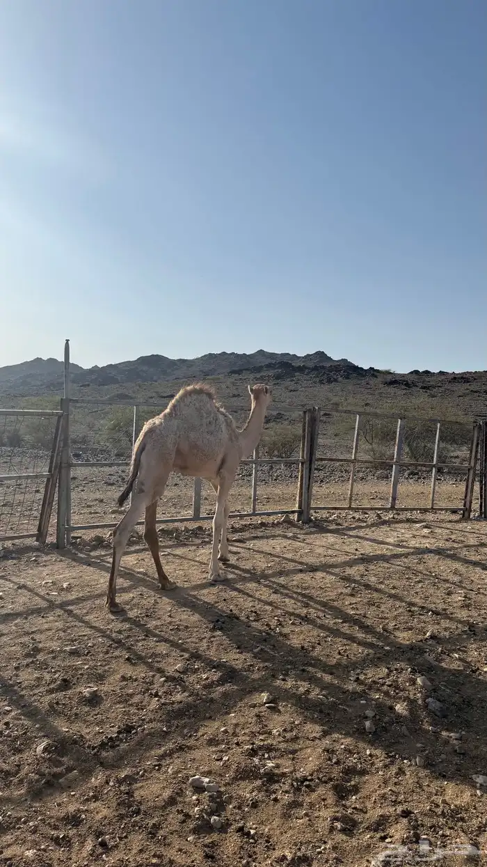 قعدان للبيع 16