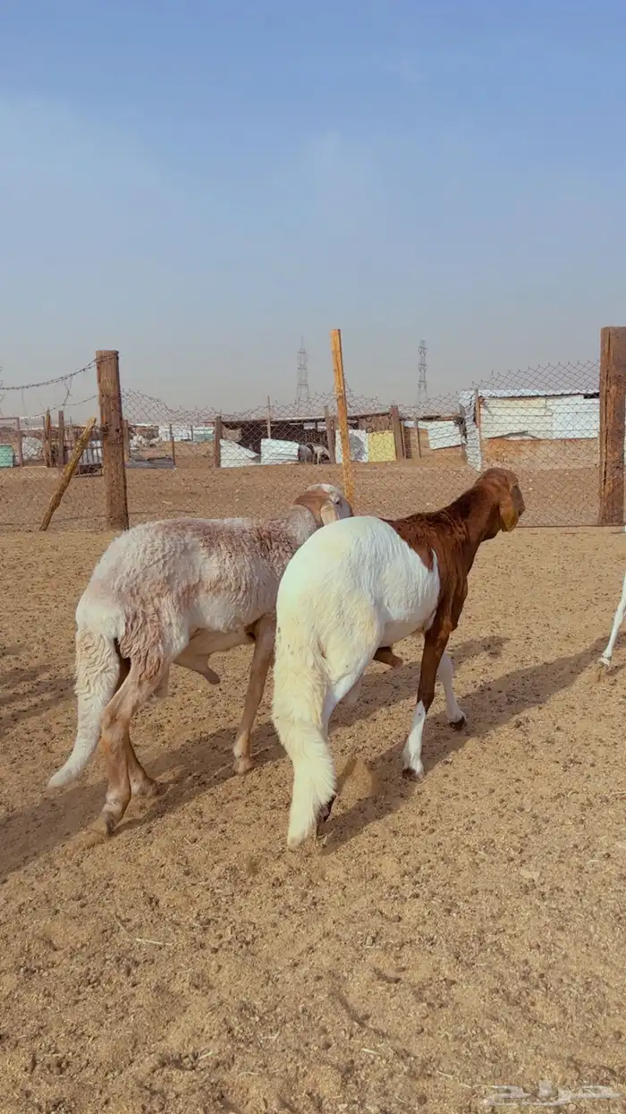طليان سواكن جبر مرابي فل شحم 4
