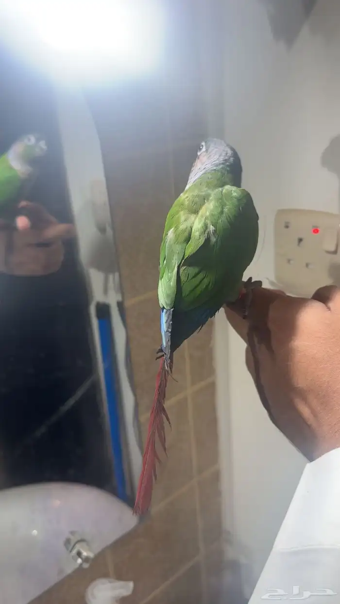 كنيور يلو سايد اليف هدد مزاجي 6