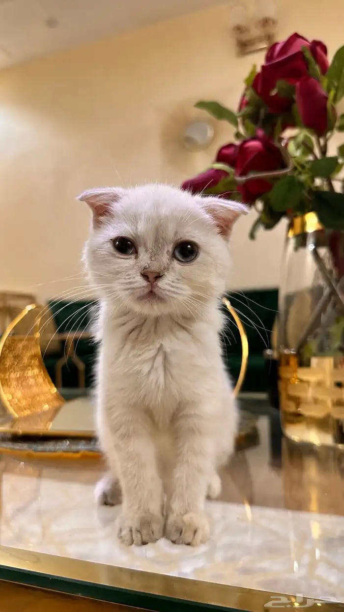 قطو تبني 1