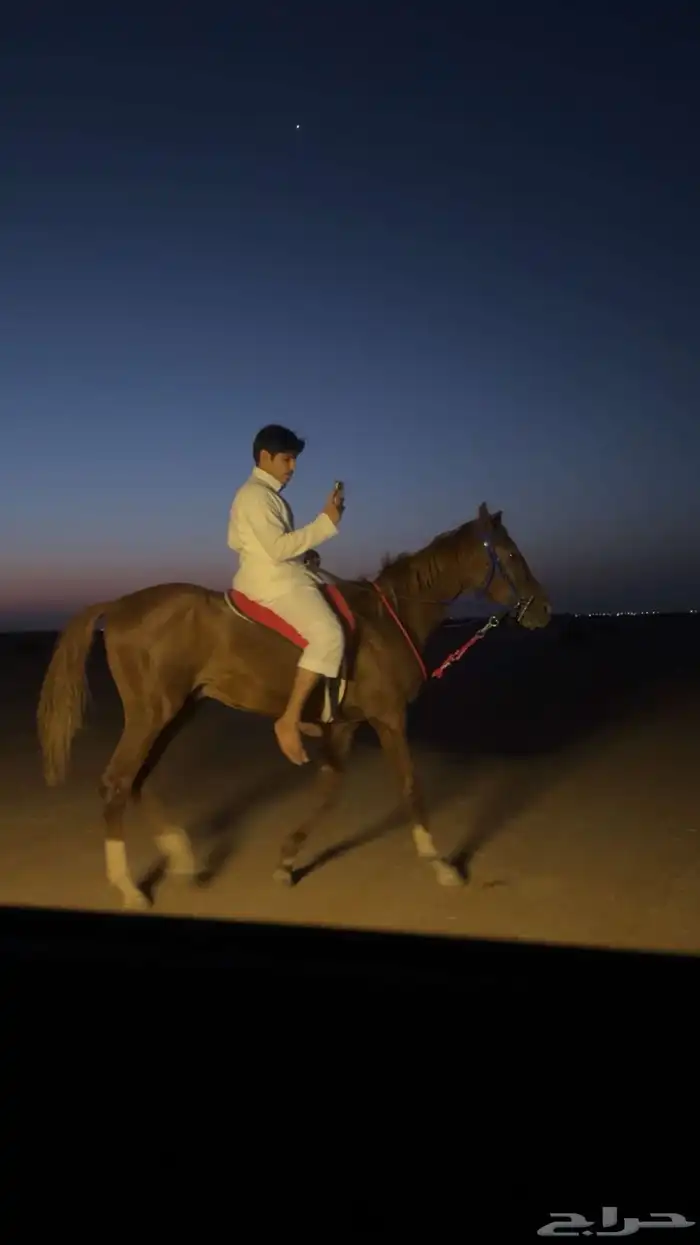 حصان للبيع 1