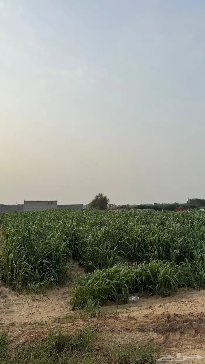 قصب 1