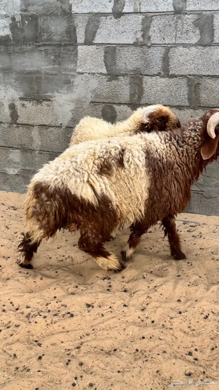 خرفان نعيم 1