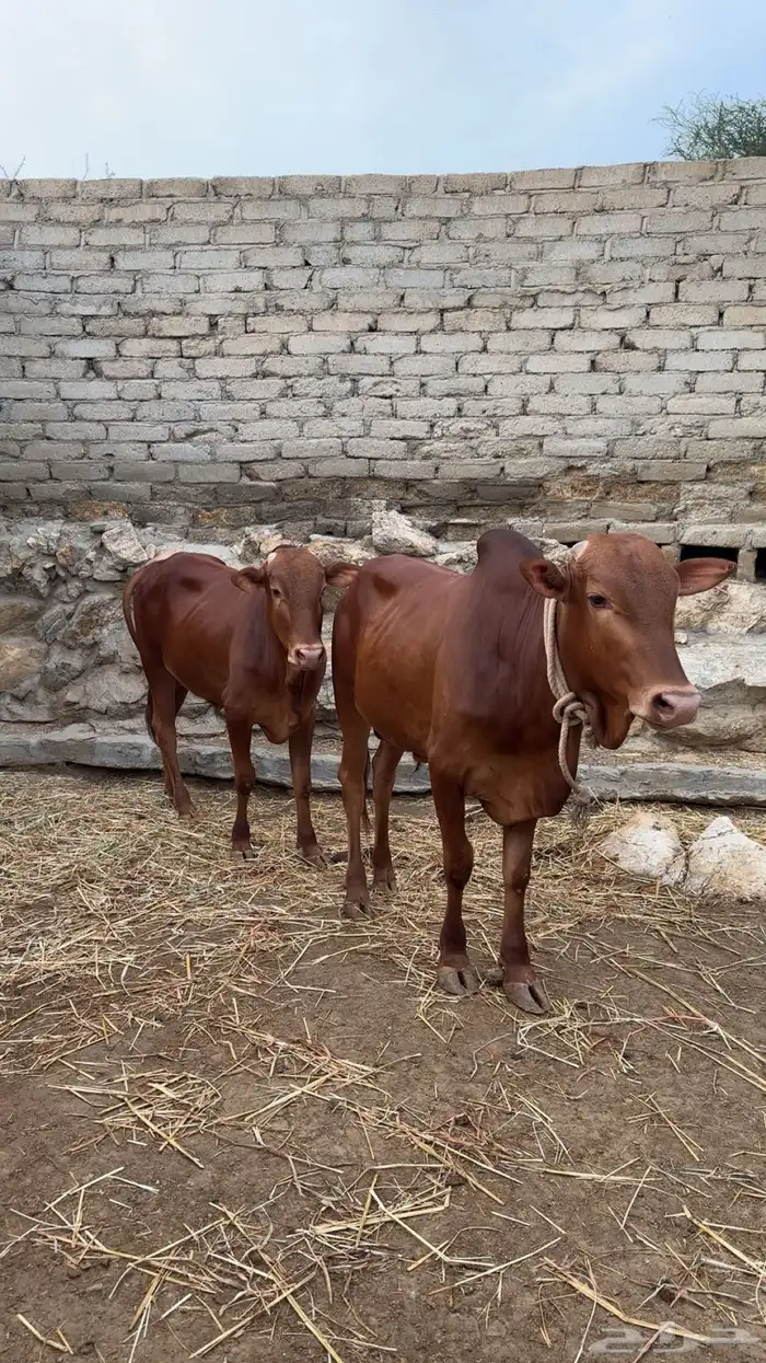 حسلان 2