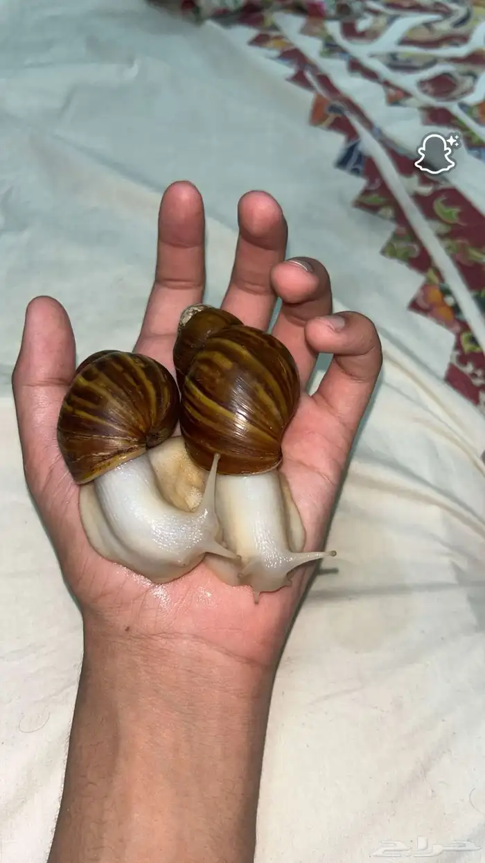 حلزونات 0