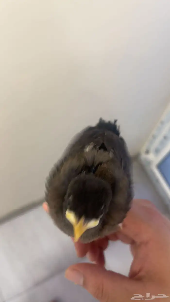 لبيع ماينو اليف نهايت غر 3