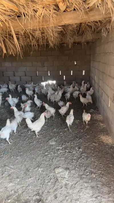 دجاج لاحم بياض index