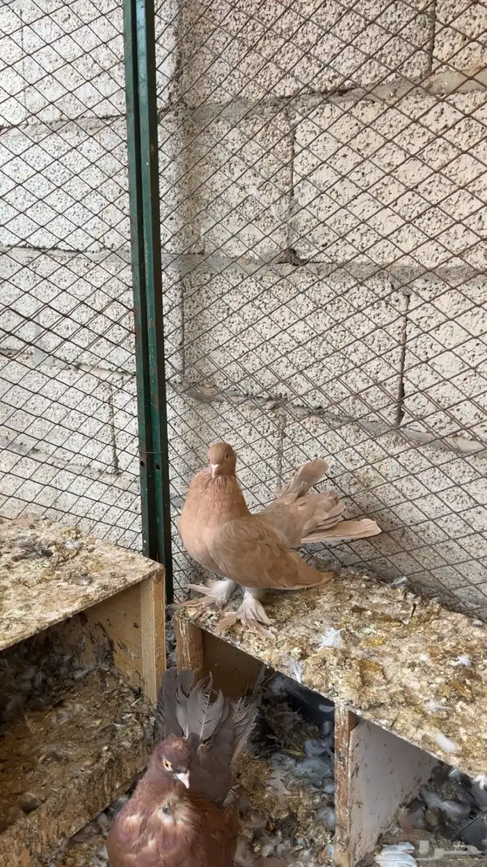 حمام رقيصي الموقع حريملاء 8
