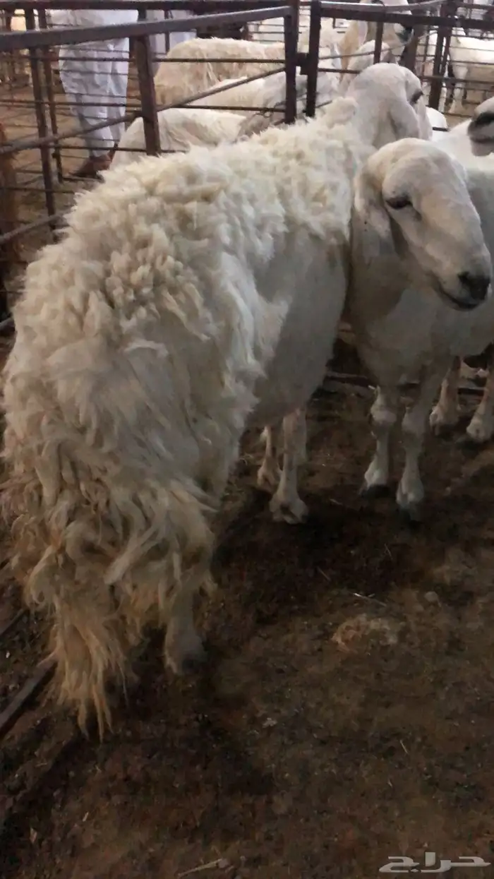 ذبايح بريه 1