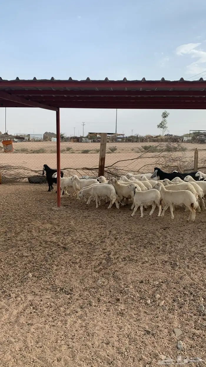 رخال للبيع 1