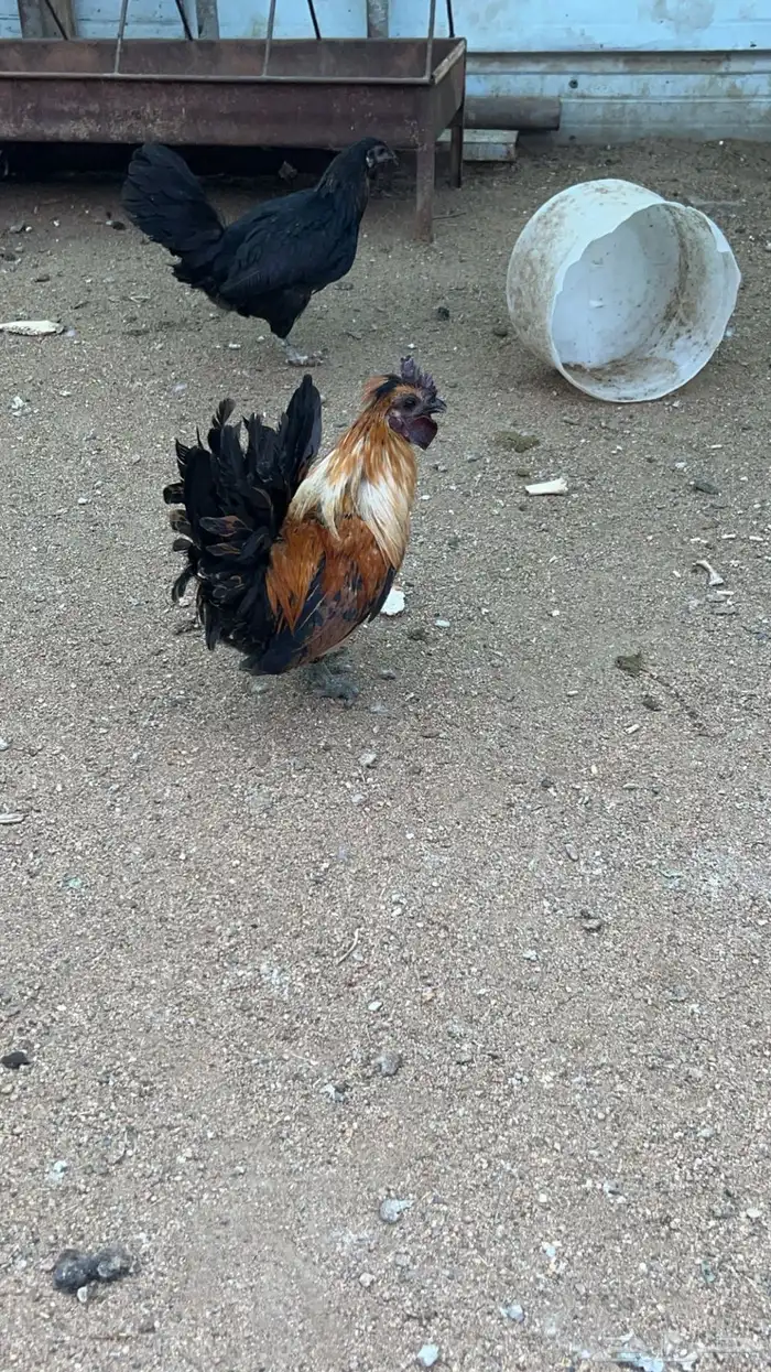للبيع اعلا سوم حمام دجاج وز كلها منتجه 6