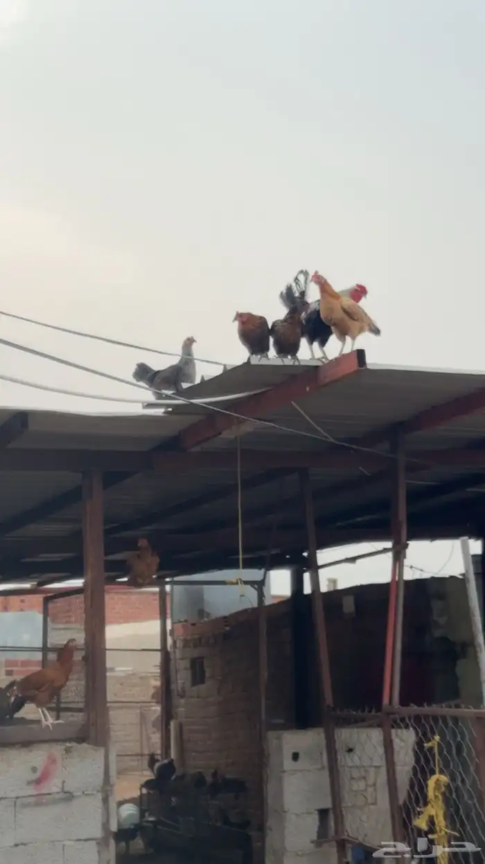 دجاج بلدي 3