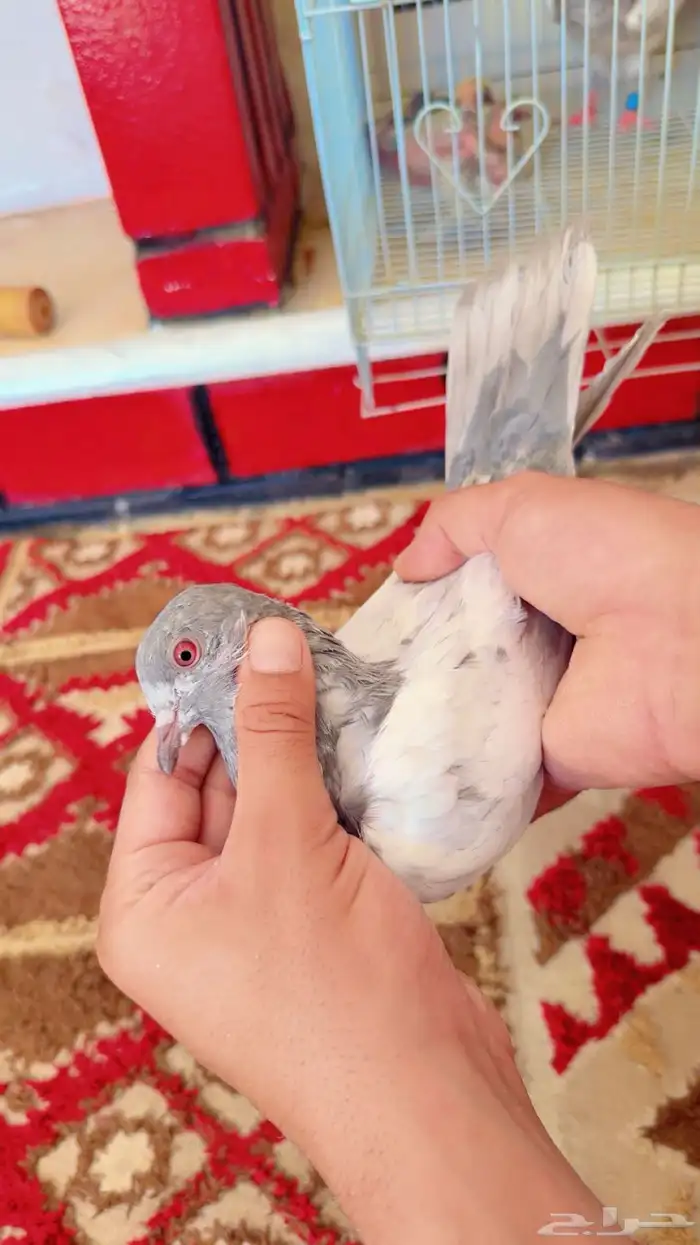 طيور 9