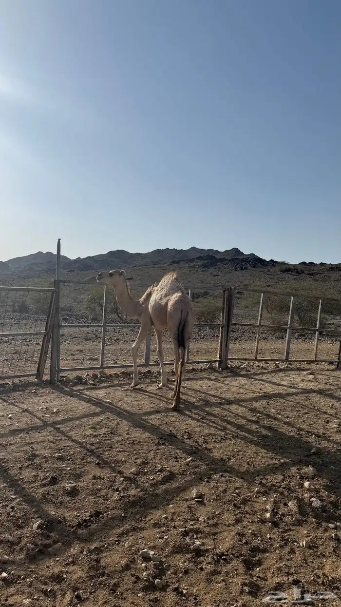 قعدان للبيع 11