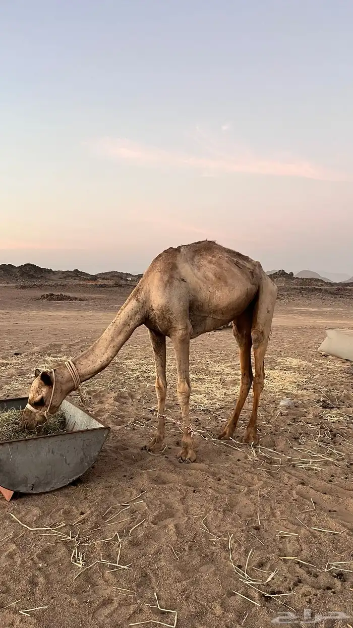 ركبي 0