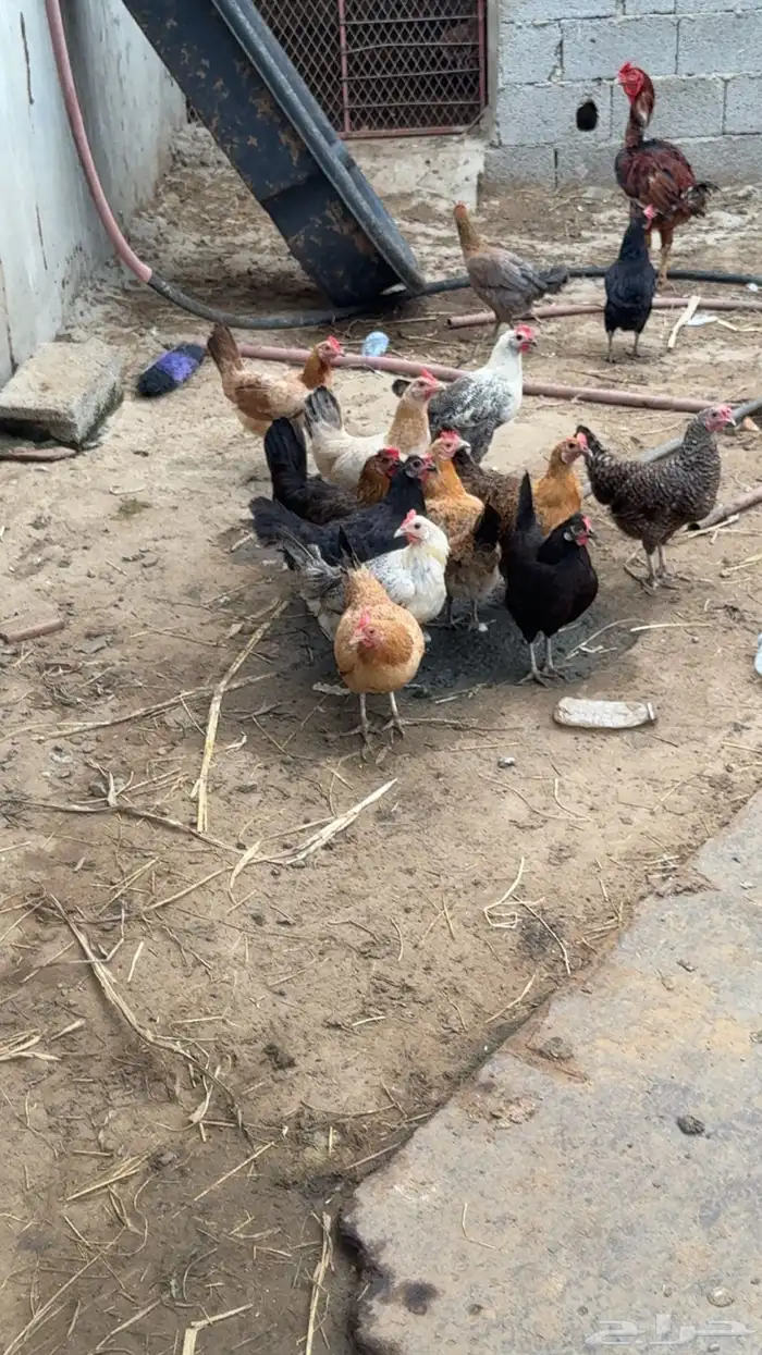 دجاج بلدي 4