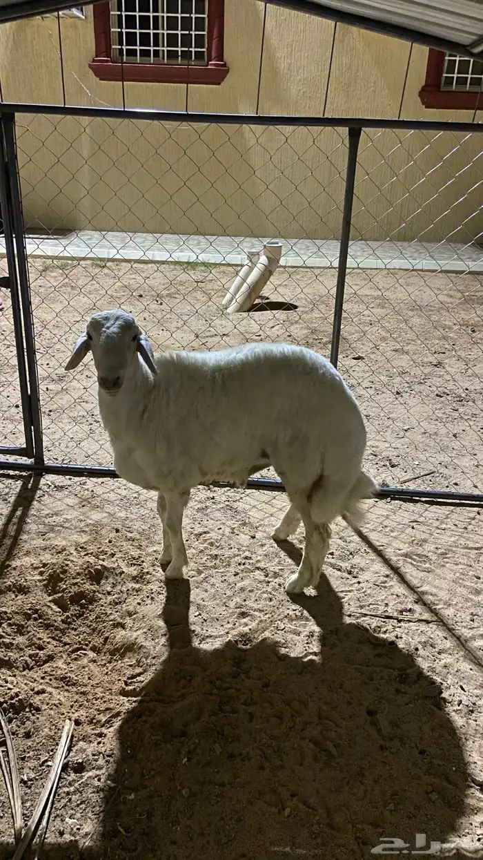 خروف اصفر كفو مشروط 2