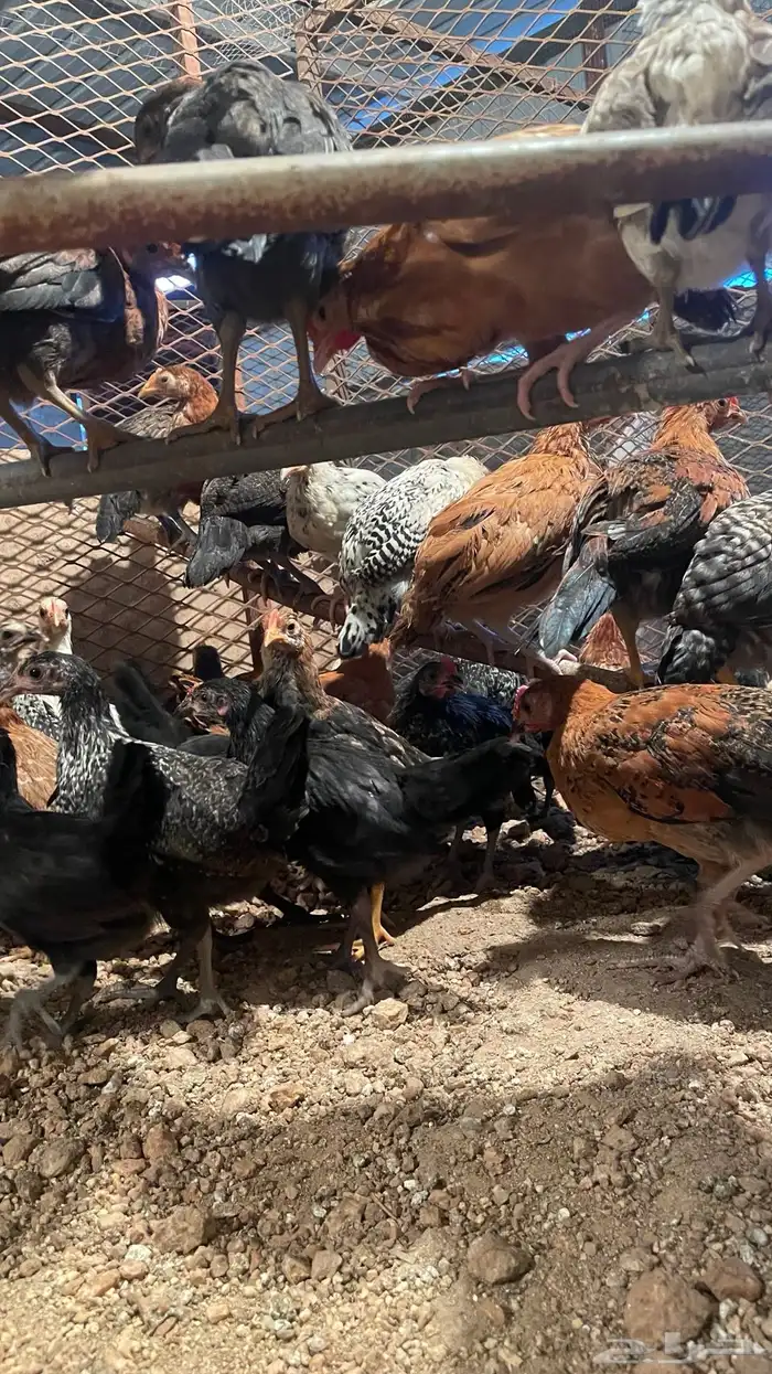 دجاج صيصان فراريج 0