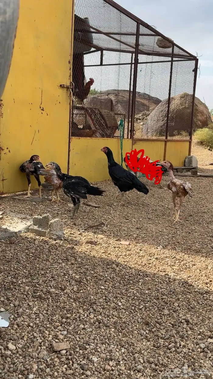 دجاج باكستاني سندي 1