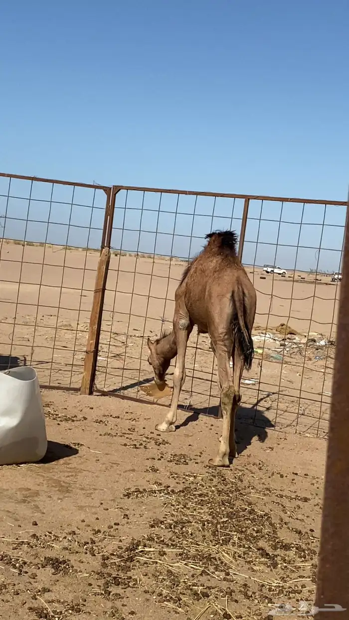 قعود مفرود 6