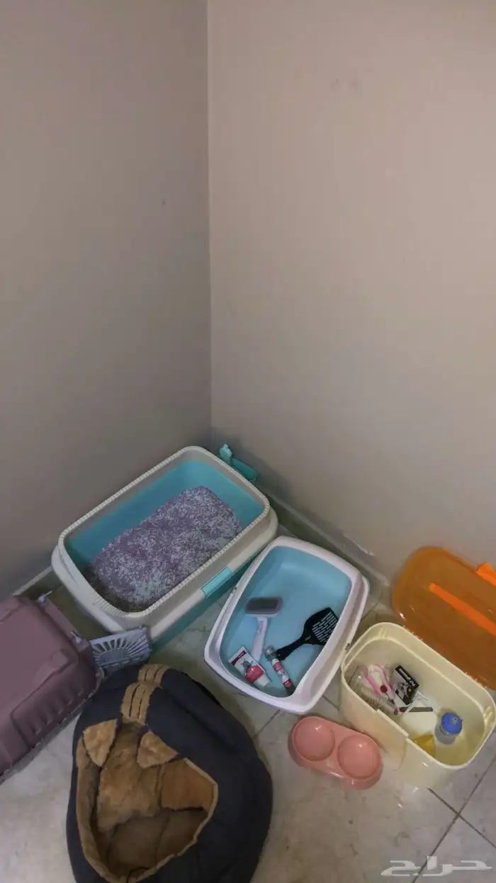قط ذكر للتبني نظيف . 3