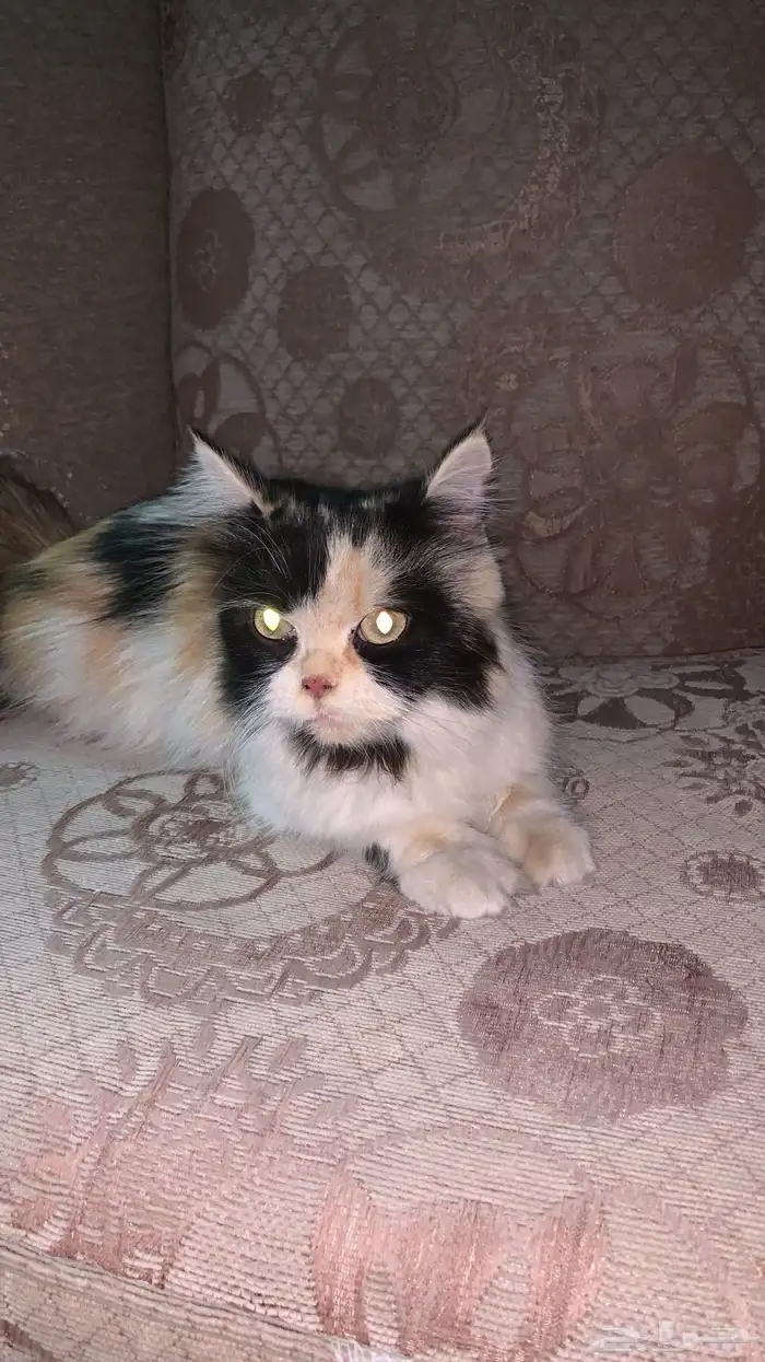 بسه رومي 0
