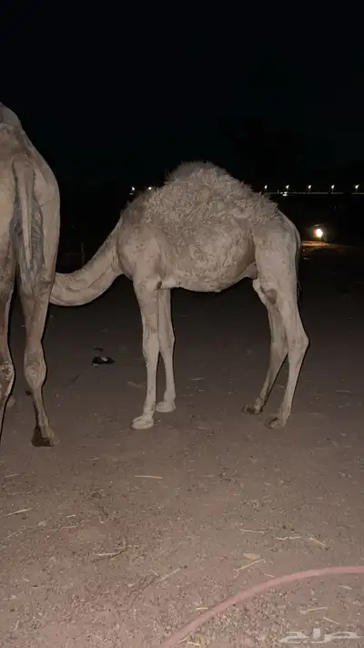 قعود لباني 0