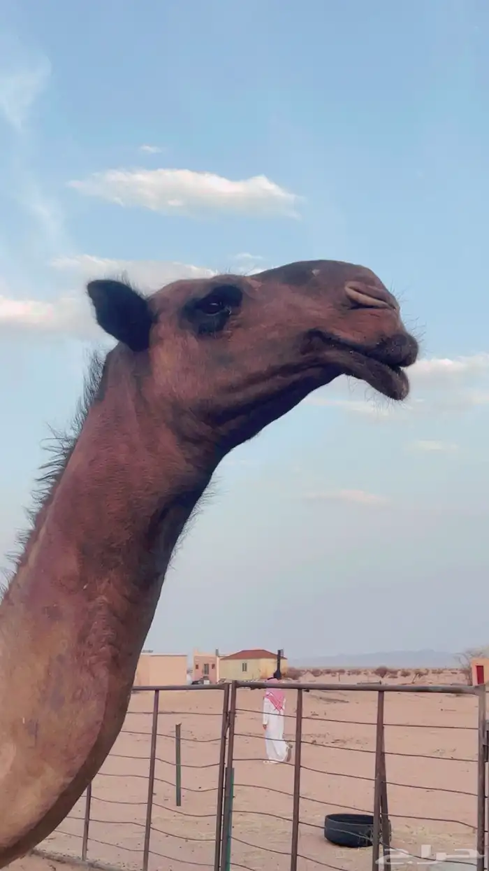 قعود دبياني 5