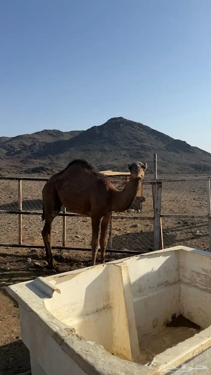 قعدان للبيع 3