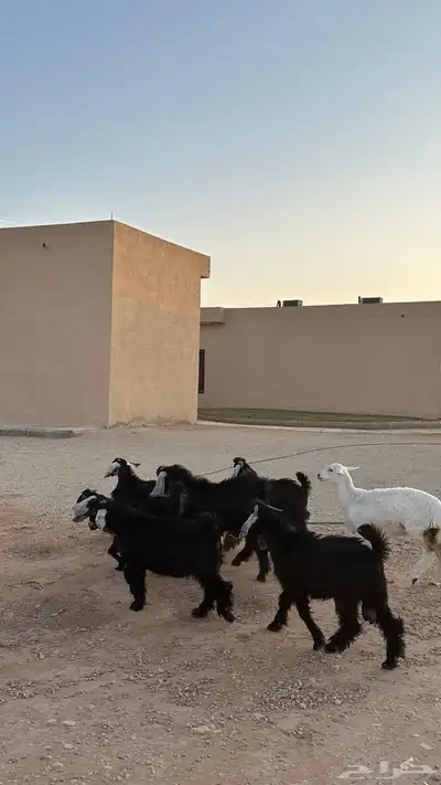 معزا عوارض index