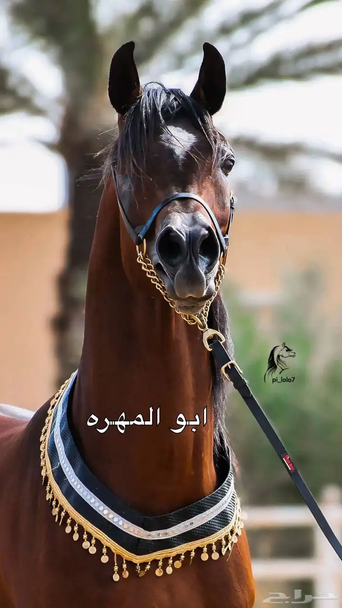 فرس شعبية قطعة جميلة 2