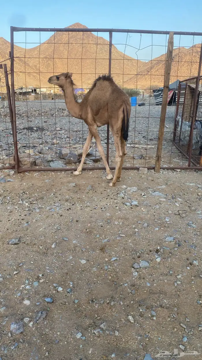 قعود للبيع 2