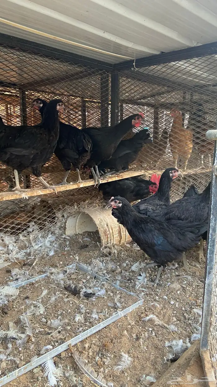 دجاج تركي اسود 3