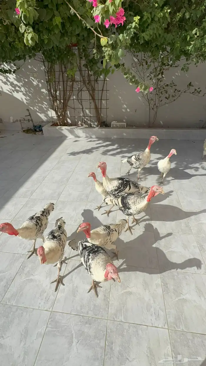 دجاج رومي فراشة 2