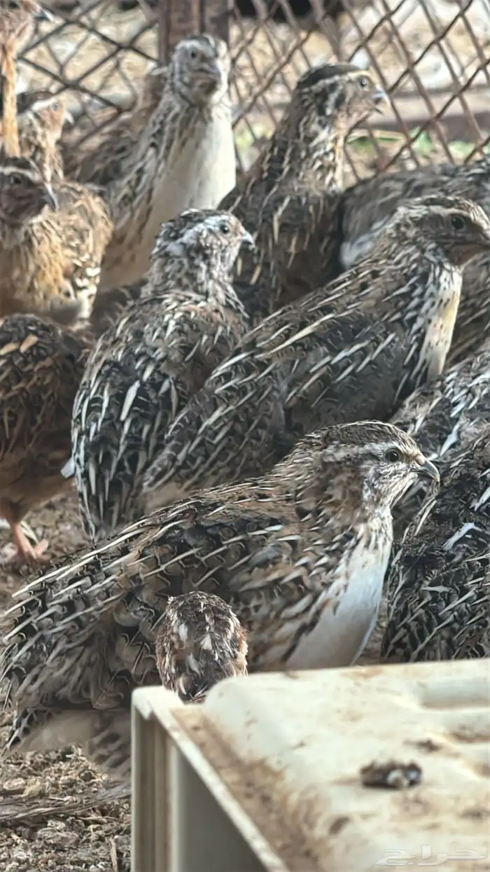 سمان بياض 0
