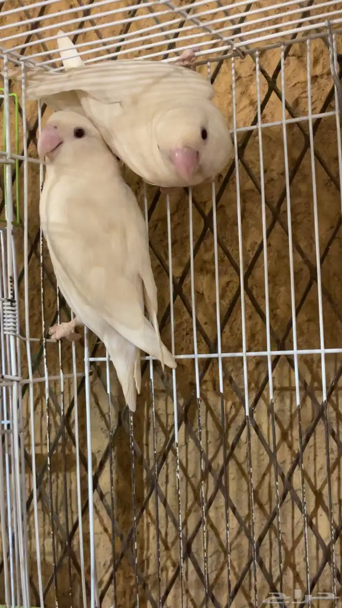روز 0