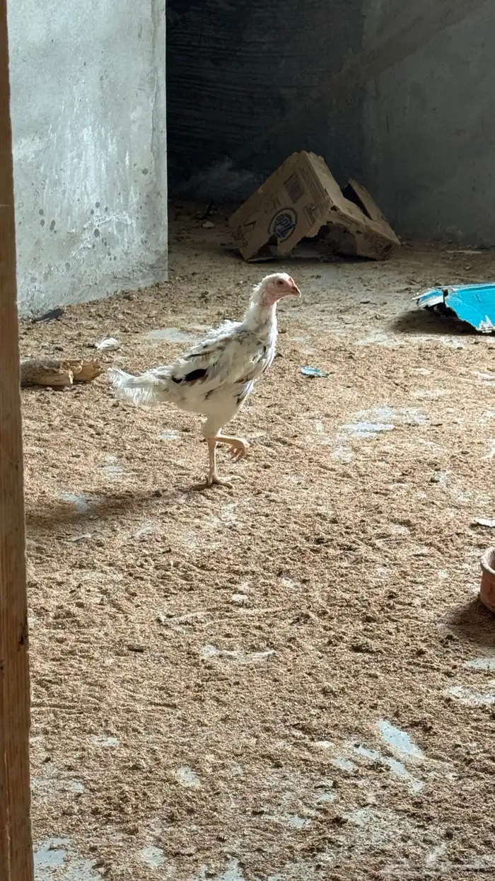 دجاج باكستاني سندي 6